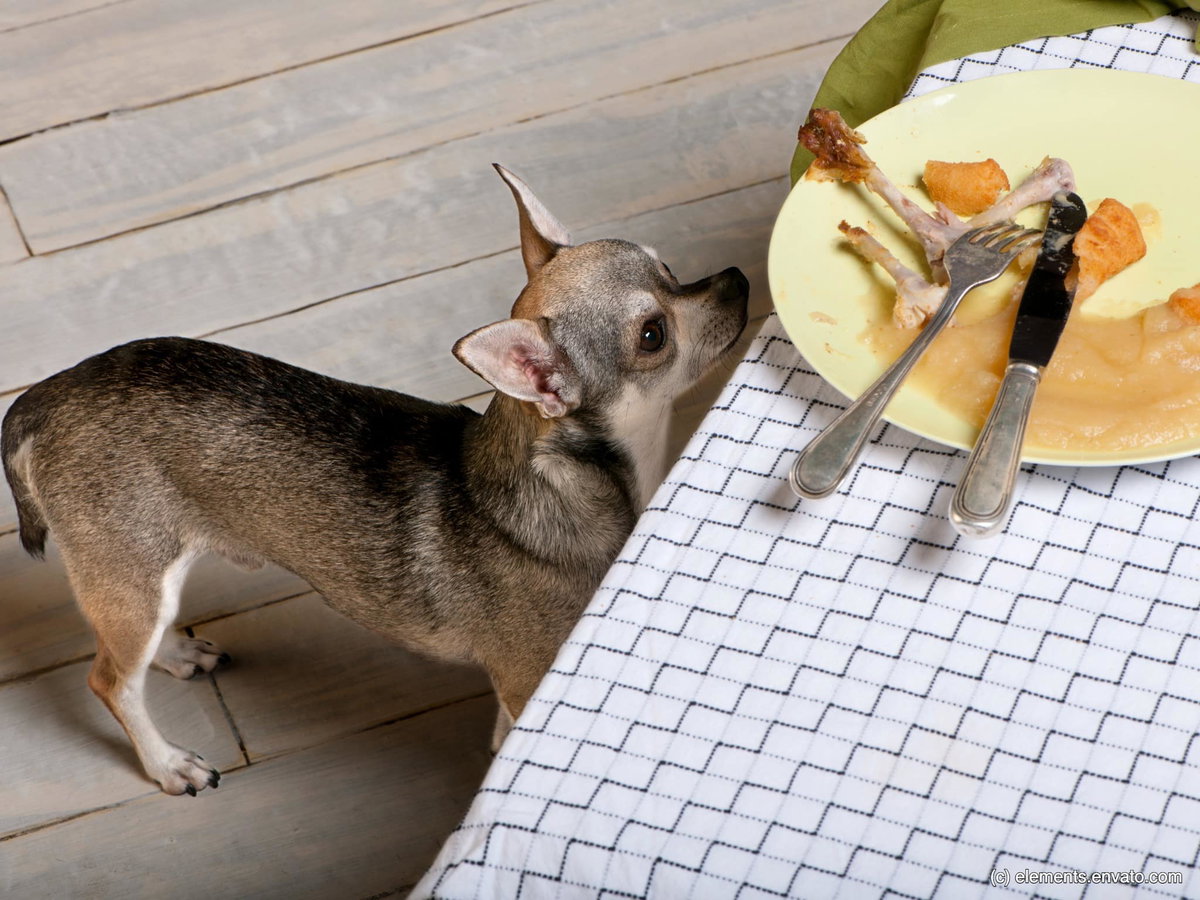 Wenn ihr euch damit wohl fühlt und dein Hund es verträgt, spricht nichts gegen gelegentliches Füttern von Essensresten.