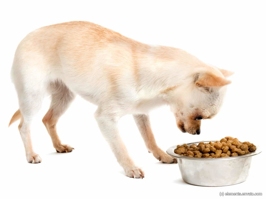 Braucht mein kleiner Hund spezielles Trockenfutter?