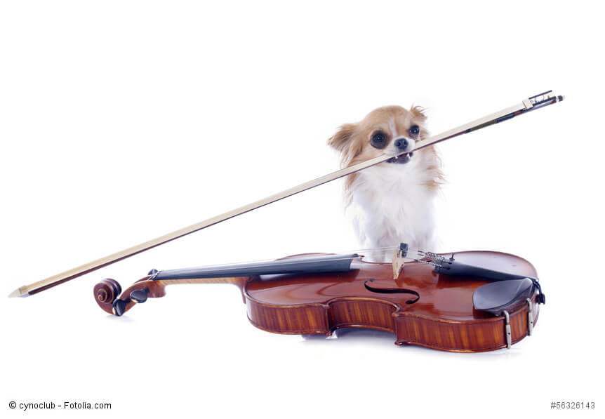 Ein Chihuahua mit einer Violine vor weißem Hintergrund