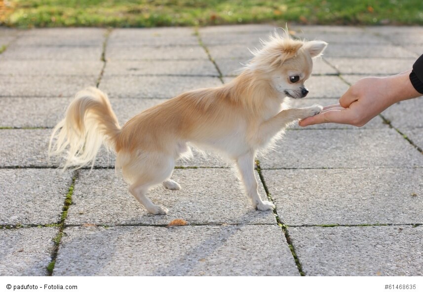 Chihuahua sind sehr kluge Tiere und lernen schnell