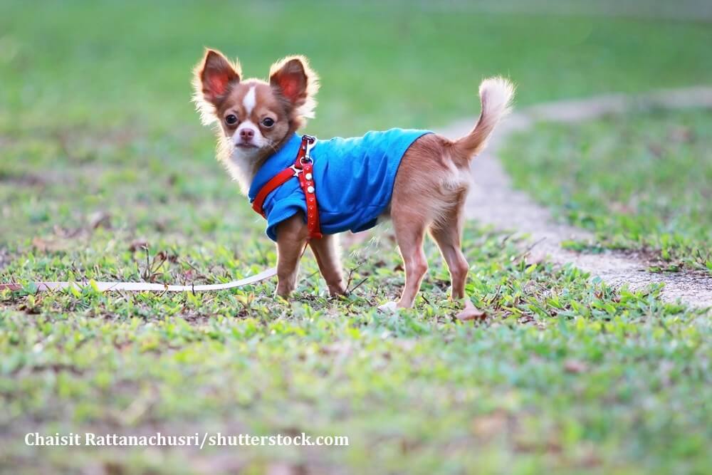 So fühlen Chihuahua sich wohl: in der freien Natur