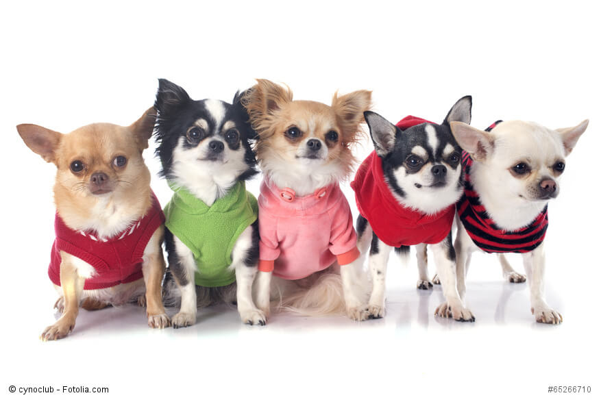 So kennt man Chihuahua: als Schosshunde herausgeputzt
