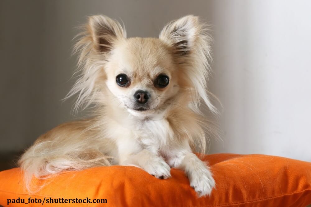 Chihuahua sind keine reinen Handtaschenhunde