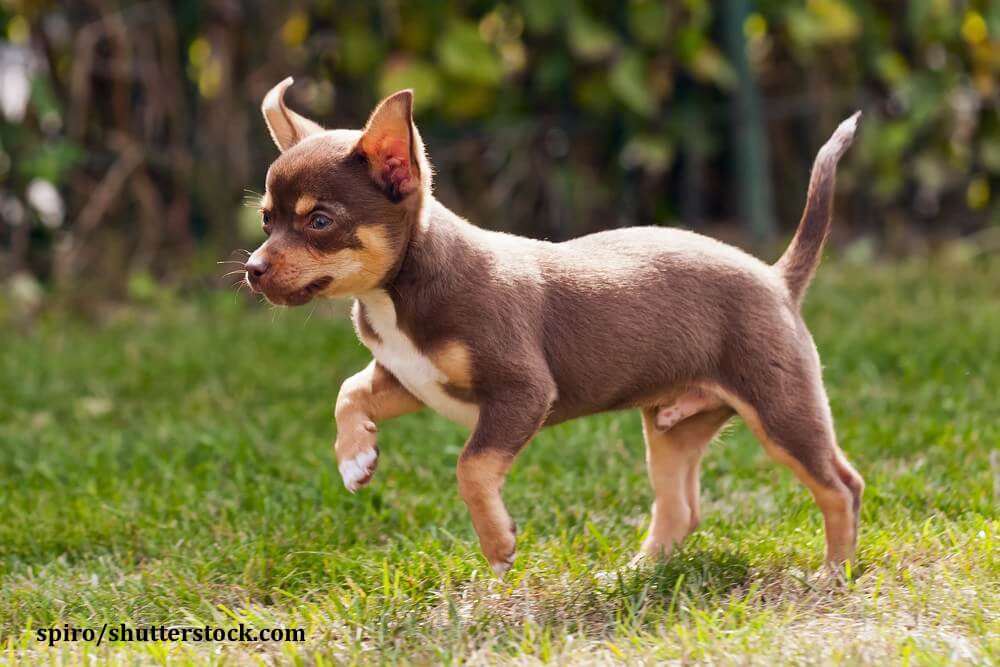 Je früher du mit einer konsequenten Erziehung anfängst, desto wohlerzogener wird dein Chihuahua