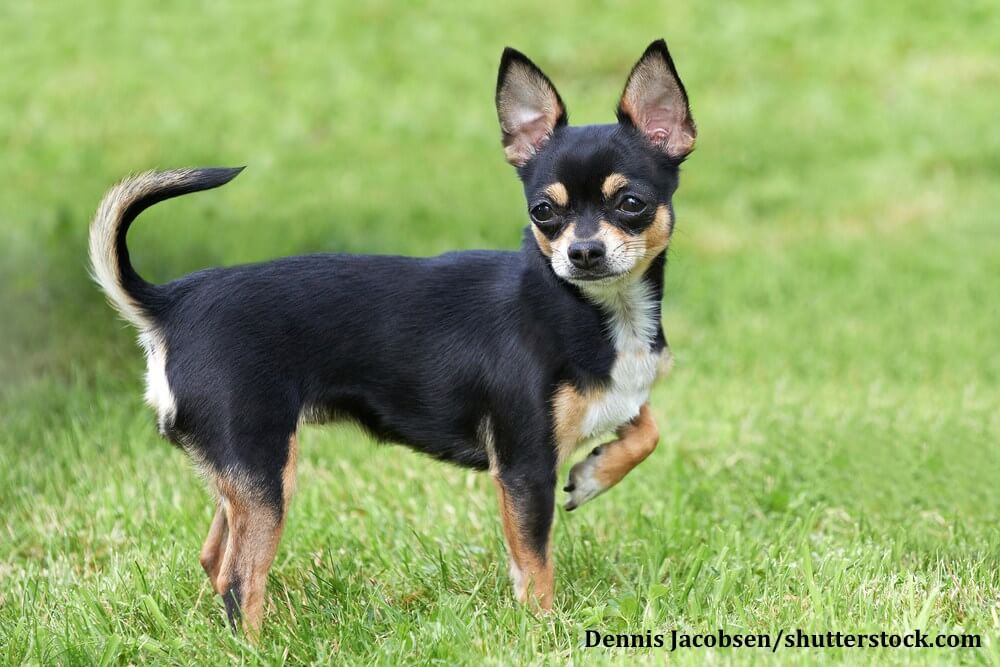 Wie alle Hunde brauchen auch Chihuahua nicht nur körperliche sondern auch geistige Herausforderungen