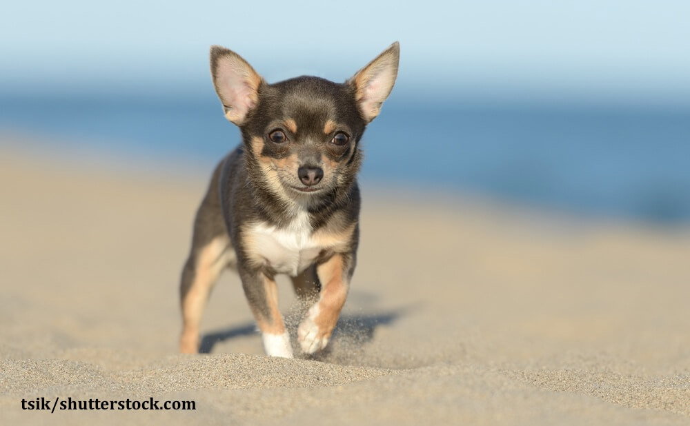Chihuahua sind neugierige und mutige Hunde