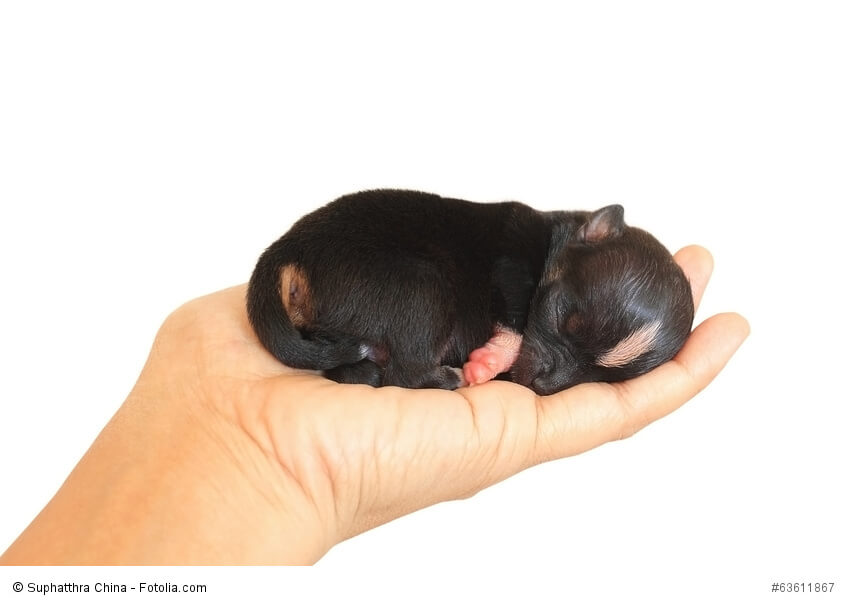Neugeborene Chihuahua passen bequem auf eine Hand