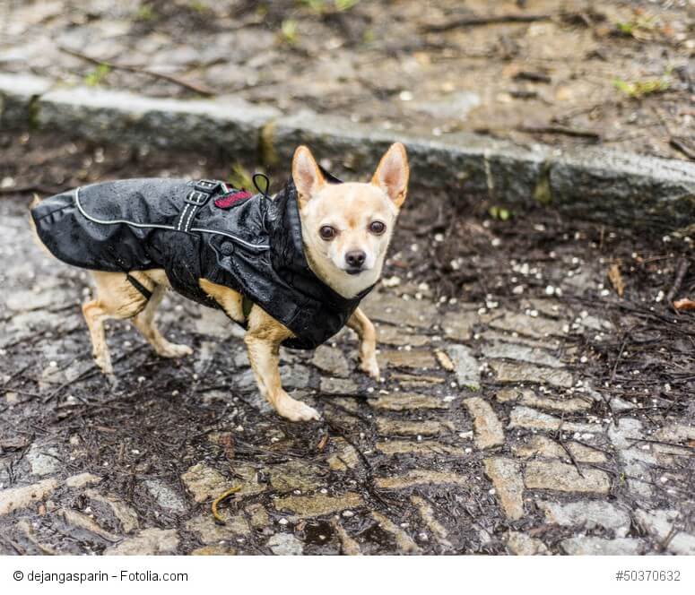 Kurzhaarige Chihuahua können im Regen durchaus auch frieren