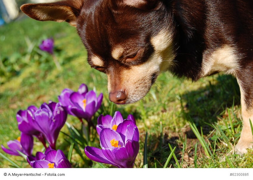 Chihuahua schnüffelt an Krokussen