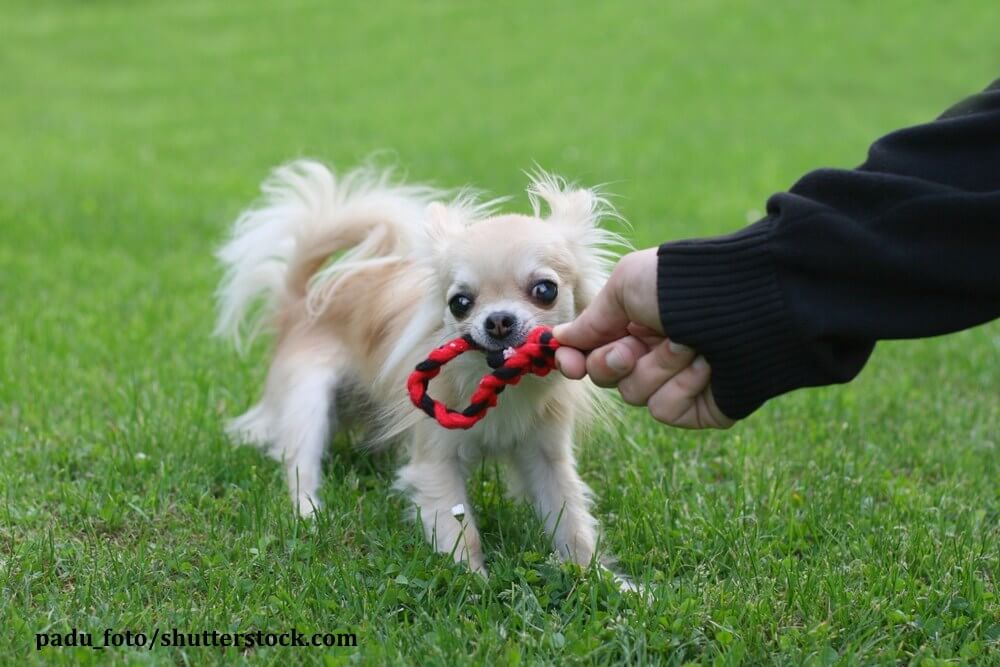 Klein, aber oho! Chihuahuas sind mutige Tiere
