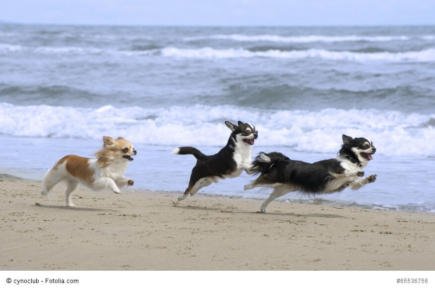 Chihuahuas sind sehr lebhaft und bewegen sich gerne