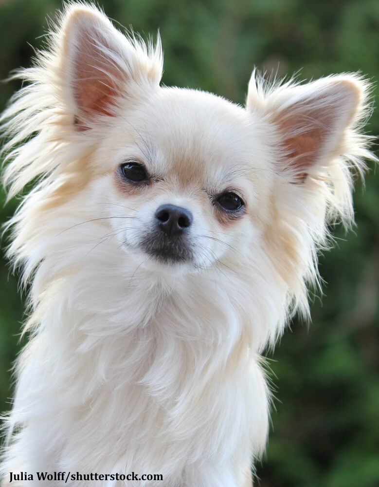 Ein weisser Chihuahua im Portrait
