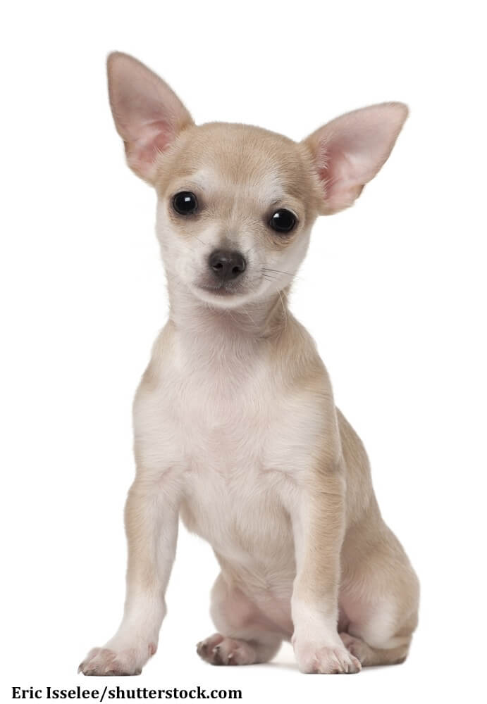 Kurzhaarige Chihuahua sind nicht ganz so bekannt wie ihre langhaarigen Vertreter