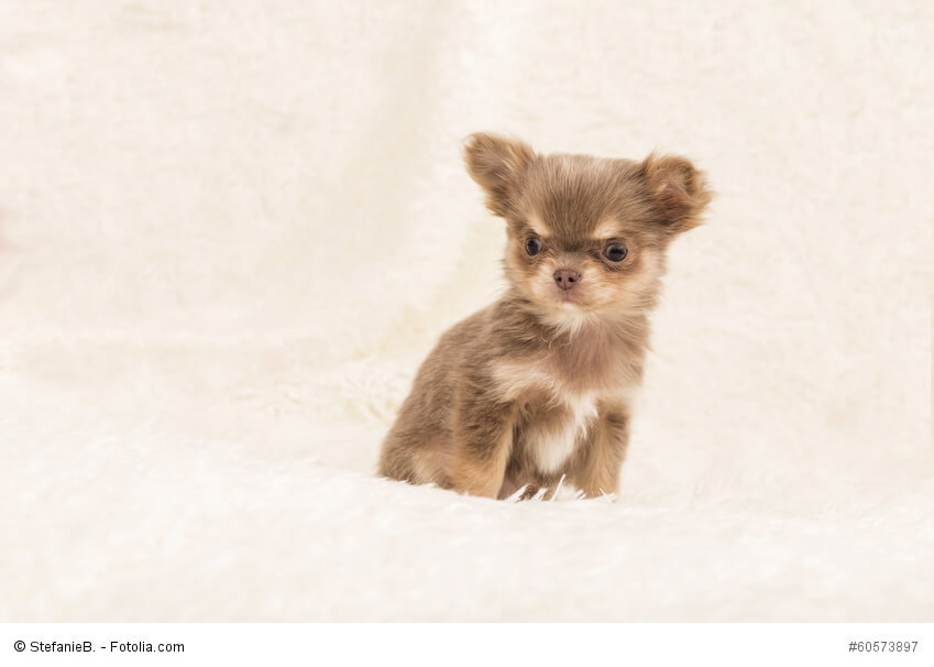 Chihuahuas-Welpen brauchen wie alle Hunde eine gute Erziehung