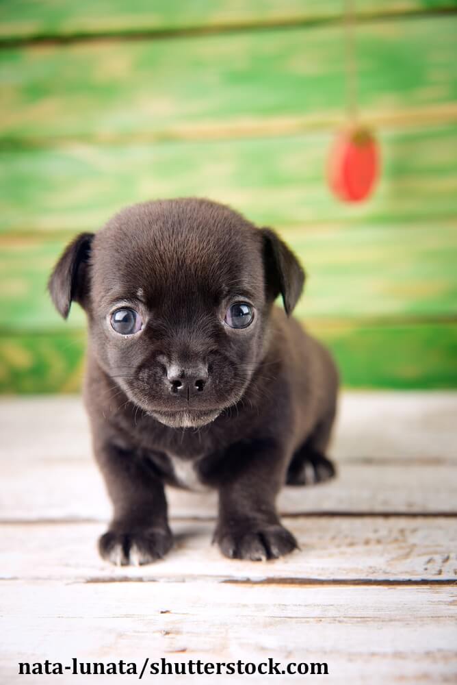 Wer kann so einem kleinen Hund schon widerstehen?