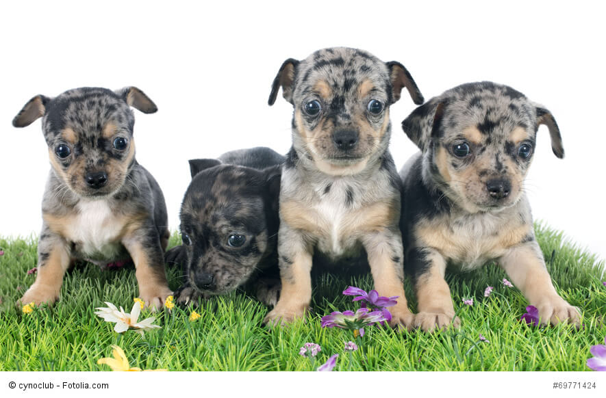 Chihuahuas gibt es in den verschiedensten Fellfarben
