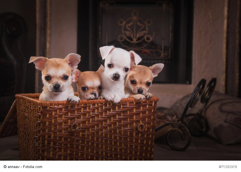 Chihuahua-Welpen sollten nicht zu früh getrennt werden