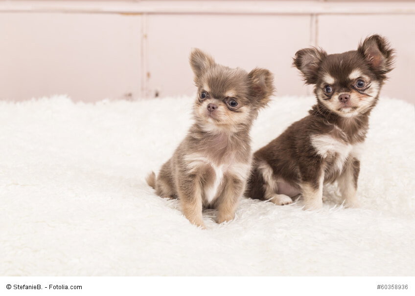 Langhaarige Chihuahua-Welpen