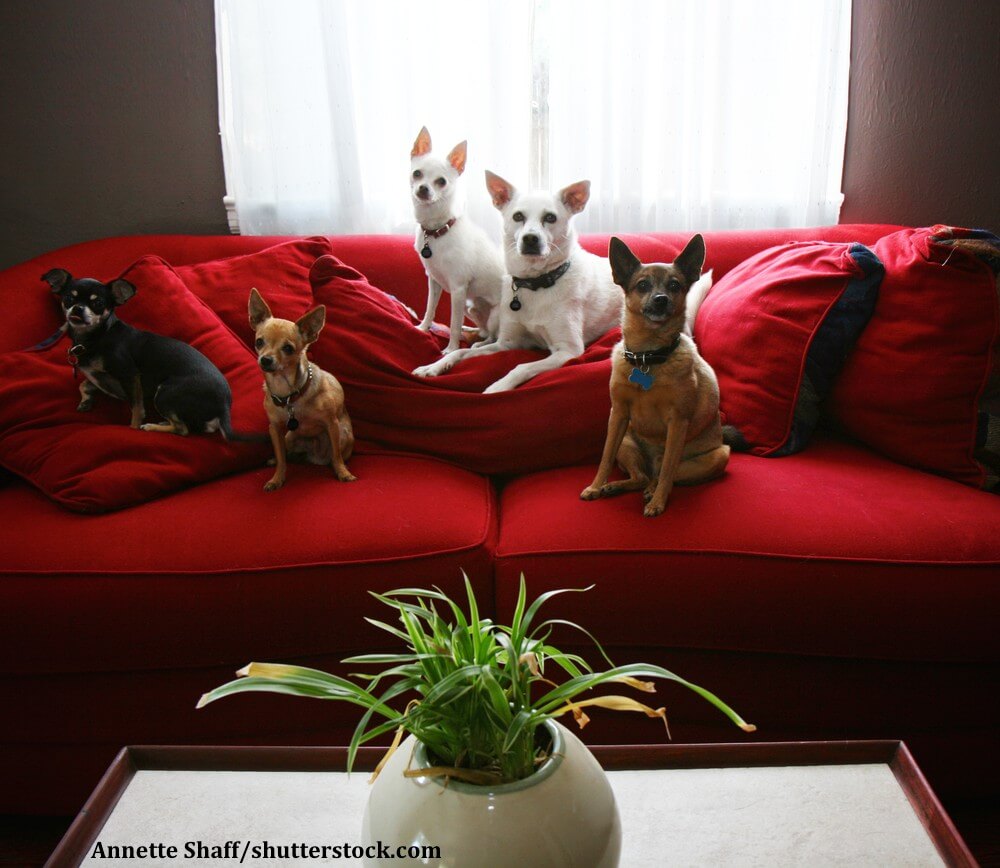 Wer Chihuahuas als reine Schosshunde ansieht tut ihnen Unrecht