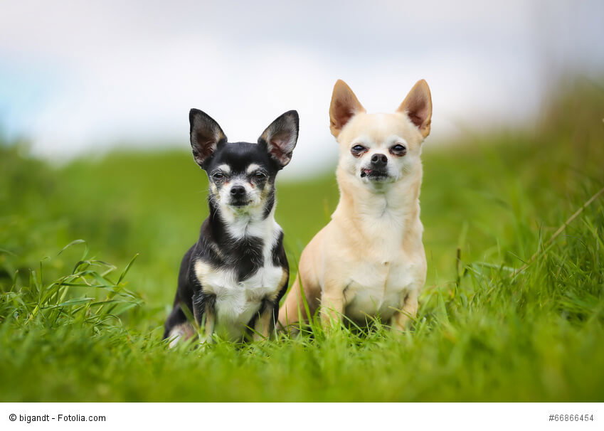 Bei den Chihuahuas gibt es auch kurzhaarige Vertreter