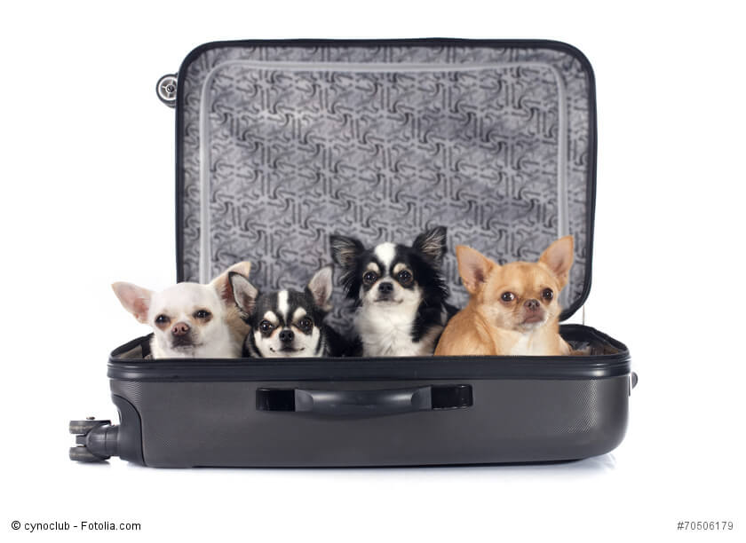 Chihuahuas sind die kleinste Hunderasse der Welt