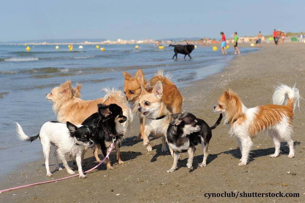 Chihuahuas sind lebhaft und brauchen viel Auslauf