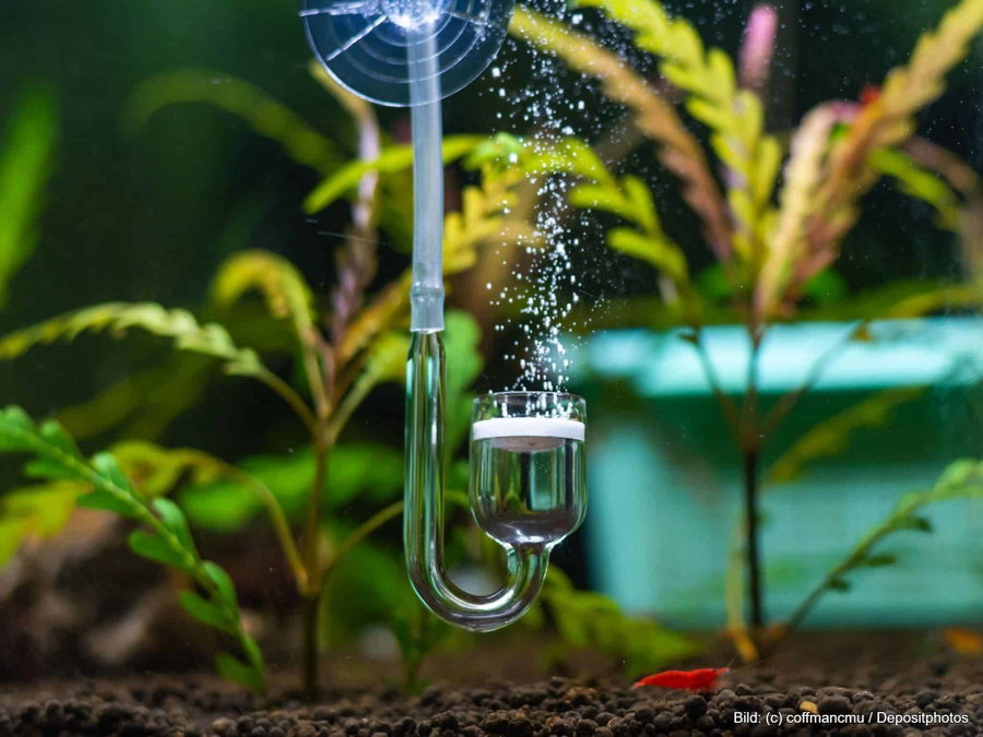 Kaufratgeber: Die beste CO₂-Anlage für das Aquarium