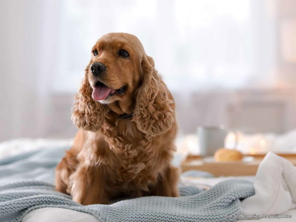 Kaufratgeber: Die beste waschbare Hundedecke