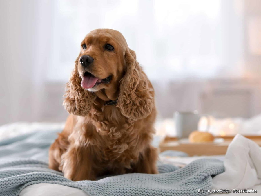 Kaufratgeber: Die beste waschbare Hundedecke
