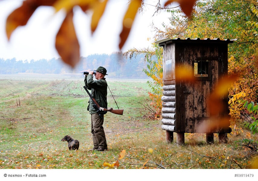 Auch heutzutage werden Dackel noch zur Jagd eingesetzt.