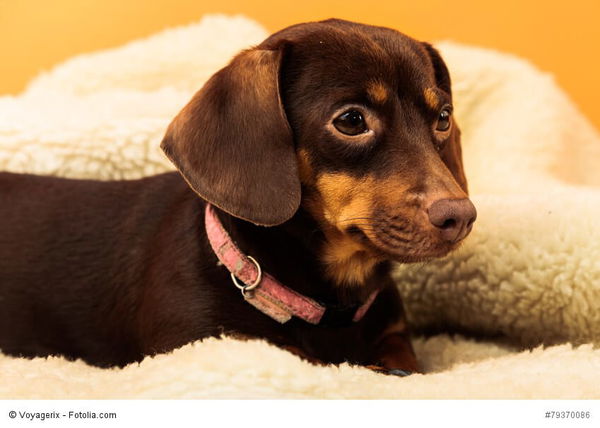 Warum graben Hunde in ihrem Bett?