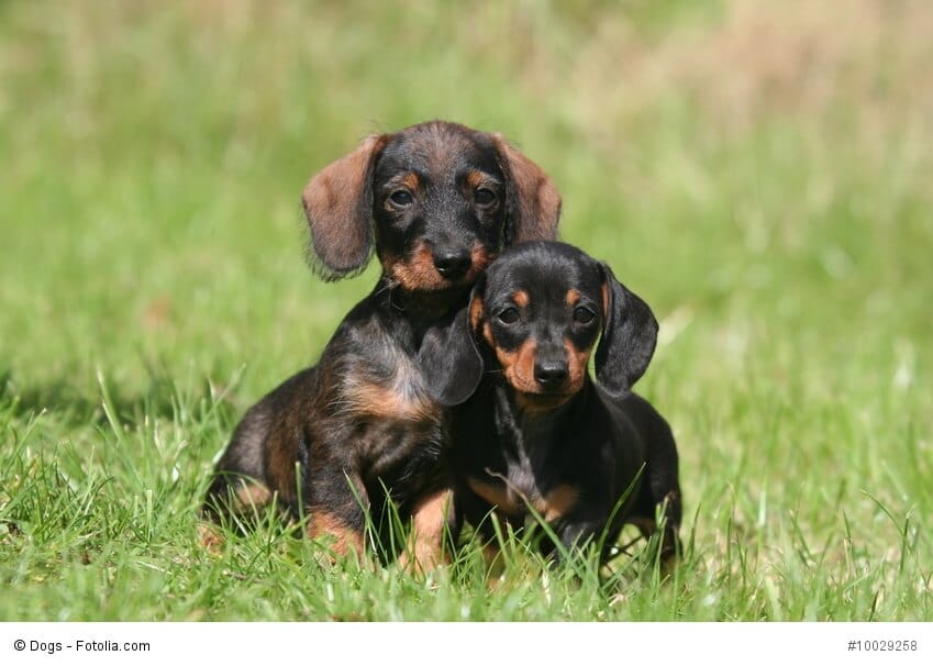 Zwei Dackelwelpen sitzen im Gras