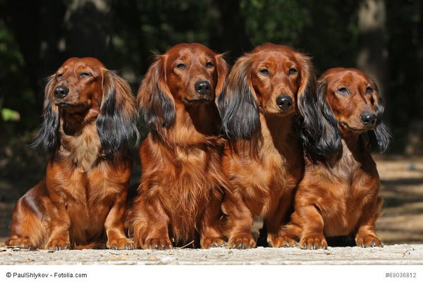 Dackel, Dachshund: Steckbrief mit FCI-Klassifikation | Haustiermagazin