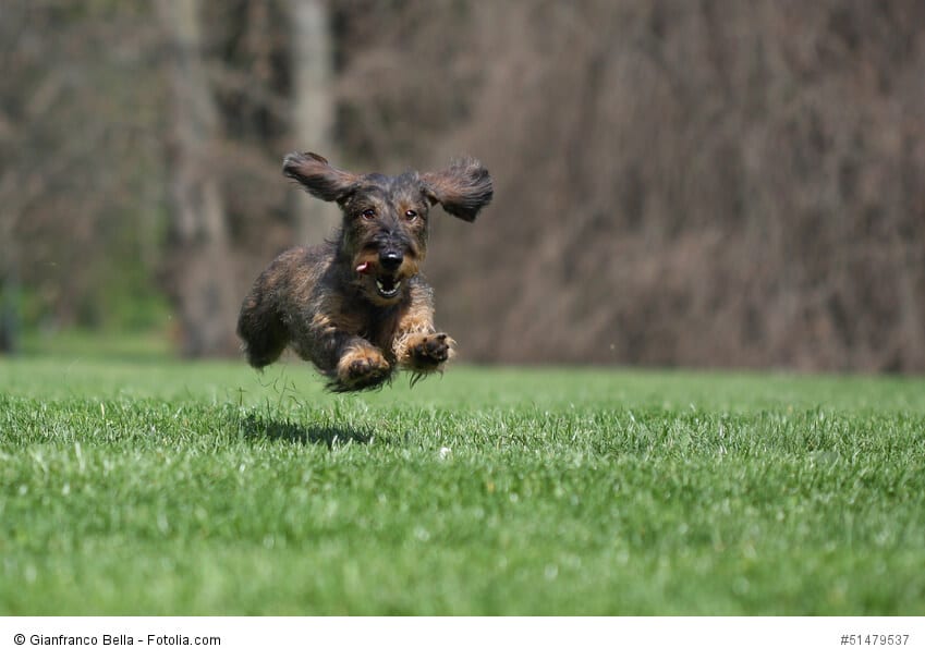 Dackel sind ursprünglich als Jagdhunde eingesetzt worden.