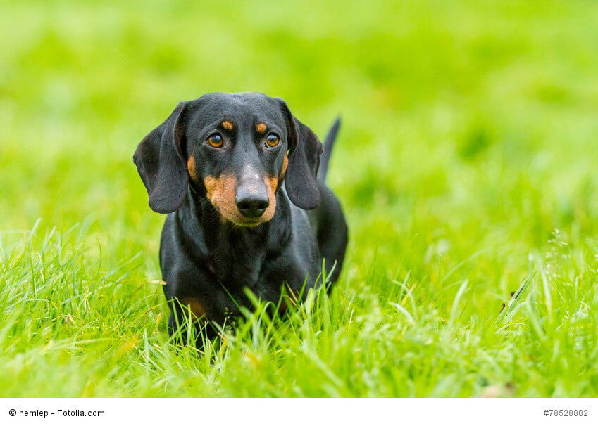 Dackel oder Dachshund