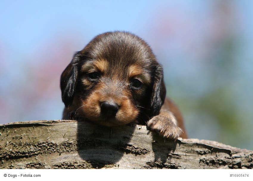 Ein Dackelwelpe, auch Dachshund oder Teckel genannt.