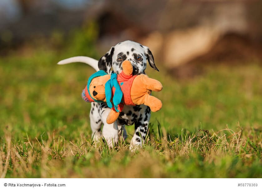 Dalmatiner Welpe spielt im Gras mit einem Spielzeug