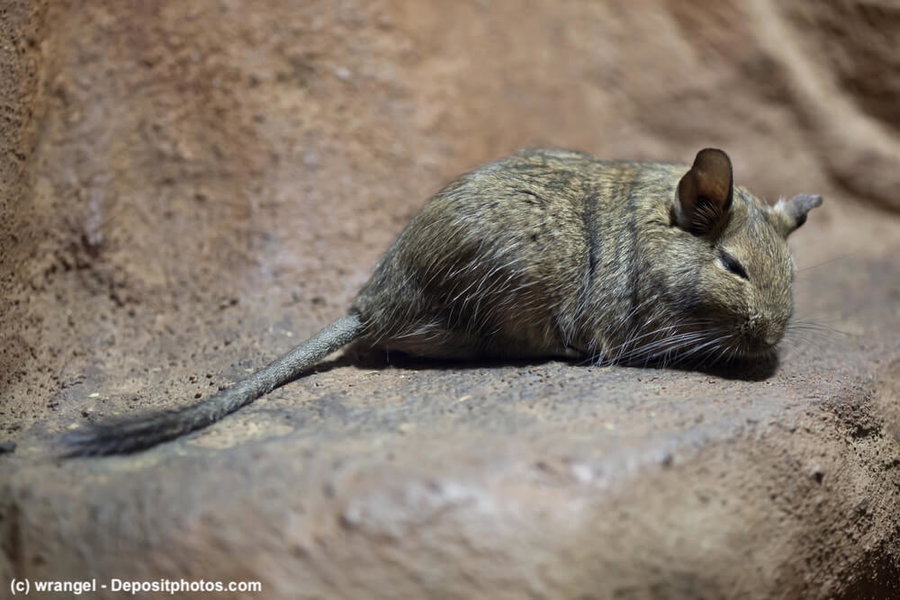 Degus - Wissenswertes rund um den Degu