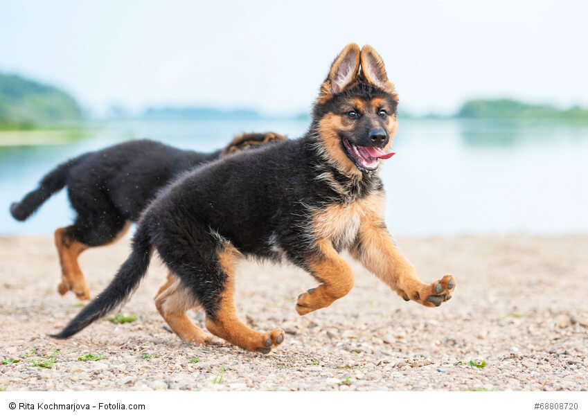 Nicht nur junge Schäferhunde brauchen viel Bewegung.