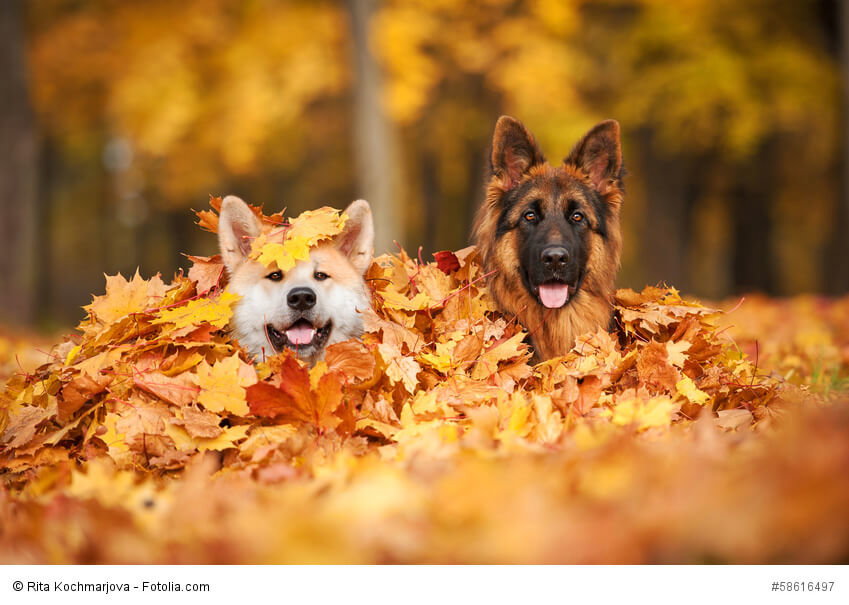 Du kannst deinen Schäferhund problemlos mit anderen Hunden vergesellschaften.