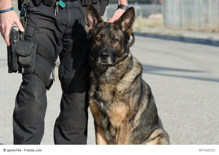 Deutsche Schäferhunde sind durch ihr tapferes und konzentriertes Wesen hervorragende Polizeihunde.