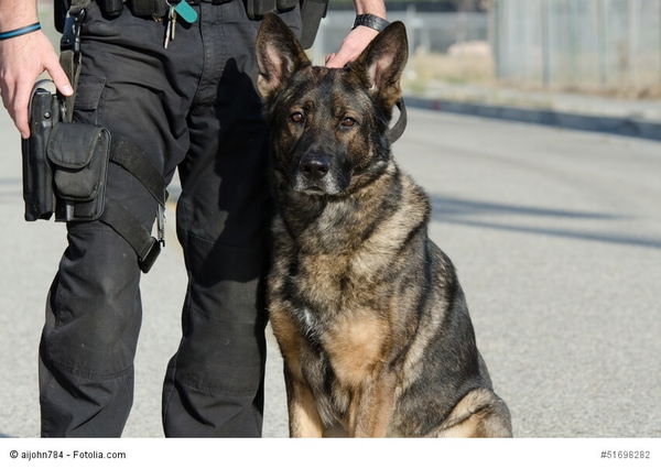 Wenn der arbeitende Hund älter wird - Diensthunde in Rente