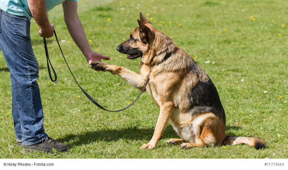 Ein Schäferhund braucht Bewegung und eine Aufgabe, auch wenn es nur Pfötchen geben ist.