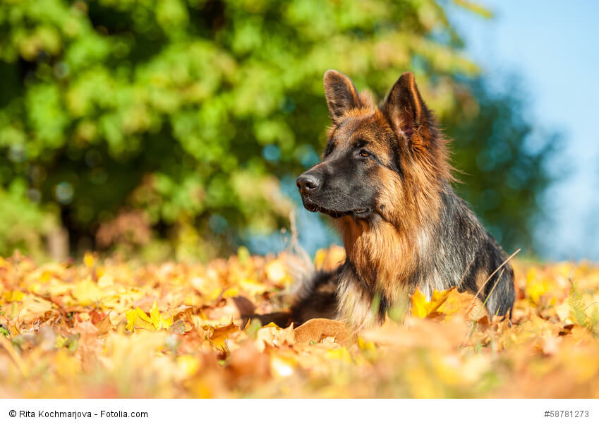 Wachsam, konzentriert, loyal, tapfer und selbstbewusst wird ein Deutscher Schäferhund beschrieben.