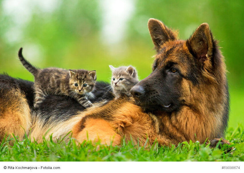 Ein Deutscher Schäferhund lässt sich viel gefallen ehe er die Geduld verliert.