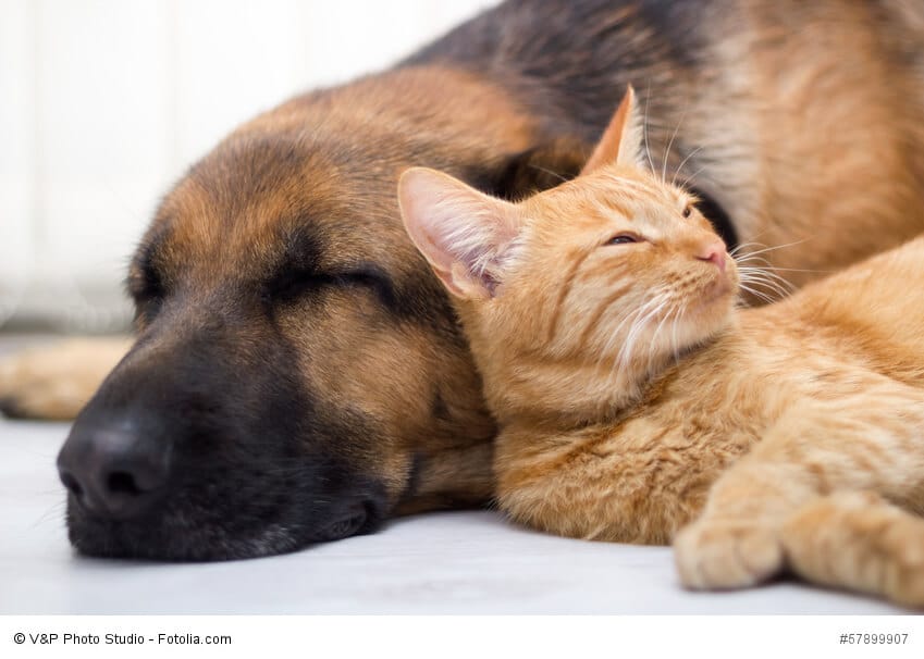 Wurmkuren bei Hunden und Katzen
