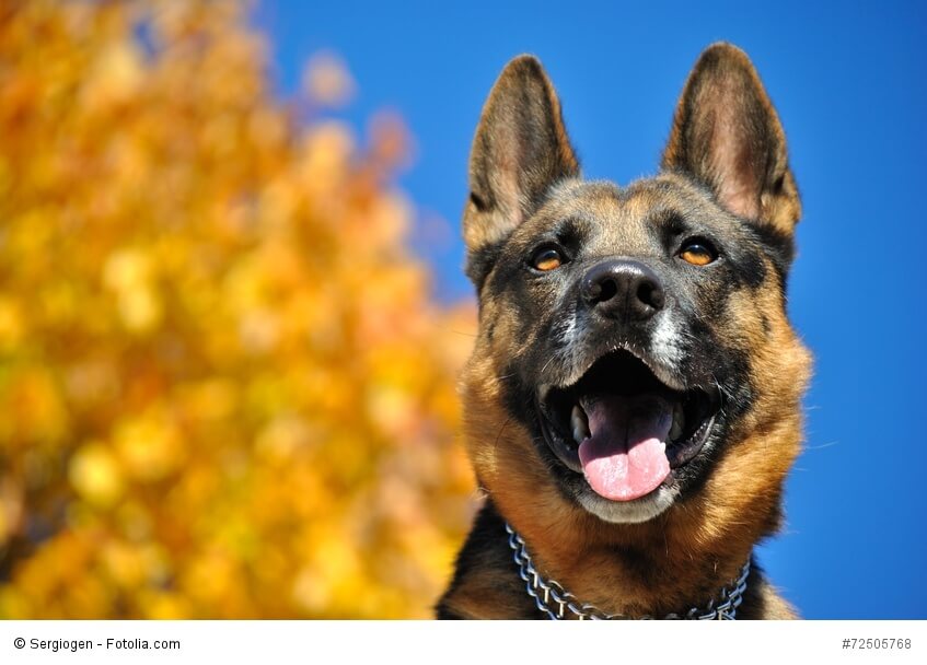 Mit einem Deutschen Schäferhund hast du einen zuverlässigen Wachhund an deiner Seite.