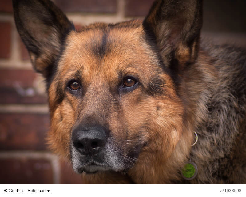 Wie viele ältere Hunde bekommen auch Schäferhunde einen grauen Bart