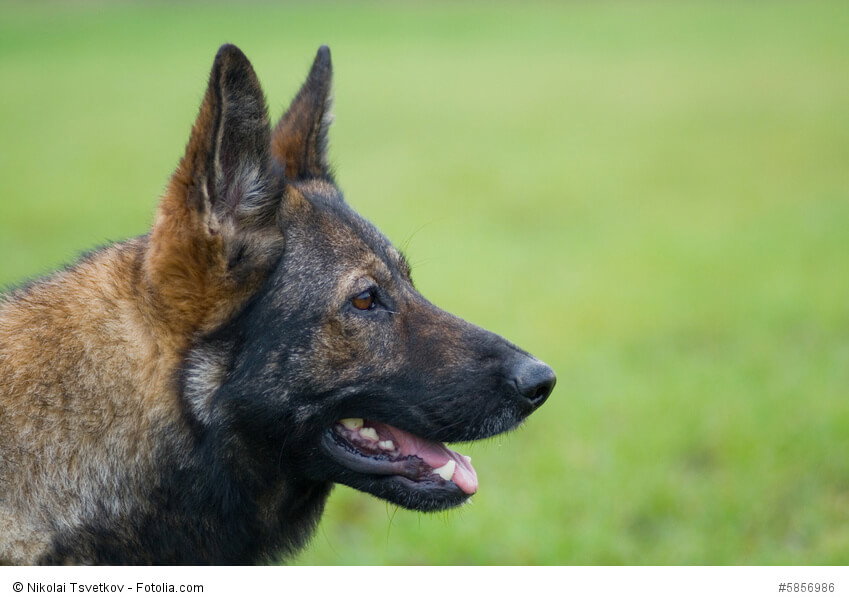 Deutsche Schäferhunde gibt es in verschiedenen Fellfarben.