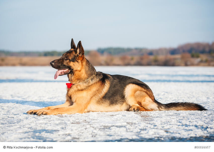 Ob Sommer oder Winter, durch ihr dickes Fell sind Deutsche Schäferhunde bestens gewappnet.